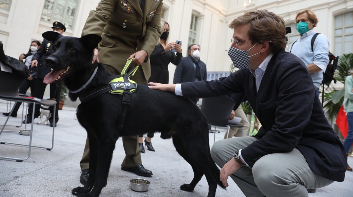 Madrid anima a las familias a adoptar perros «jubilados» tras servir en policía, bomberos, ejército o seguridad privada